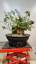 Phillirea yamadori Bonsai