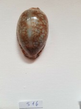 Ciprea arabica - arabica,