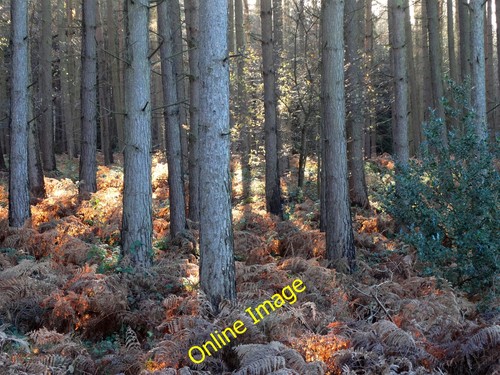 Photo 6x4 the - photo,