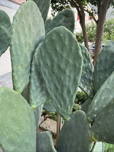 Pianta fico india - fico, opuntia