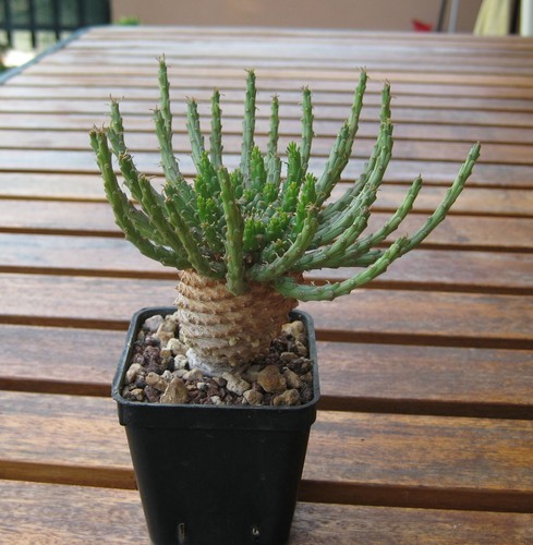 Euphorbia flanaganii rsa - euphorbia,