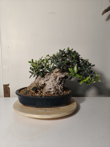 Bonsai olivo età - bonsai,
