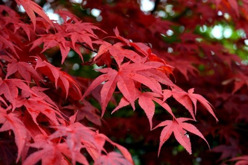 Acero rosso giapponese acer - giapponese, "acer