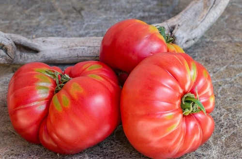 Pomodoro cuore bue - a, di