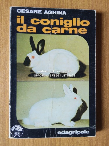 Coniglio carne - coniglio, da