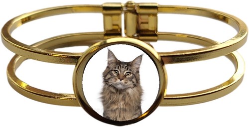 Maine coon cat pet high - maine,
