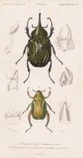 Scarabaeus hyllus beetle Käfer Insekten insect engraving Stahlstich Orbigny 1861