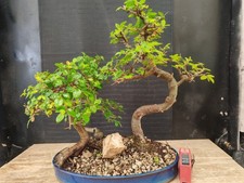 Bonsai bosco olmo cinese - ,