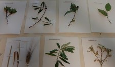 Erbario Botanica Forestale
