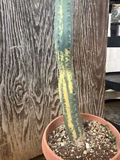 Echinopsis Pachnoi Variegato/ Variegated/ Collection Plant