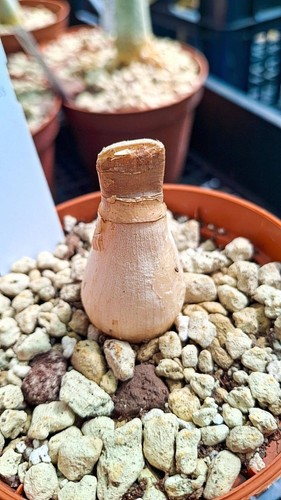 Brunsvigia radulosa succulente