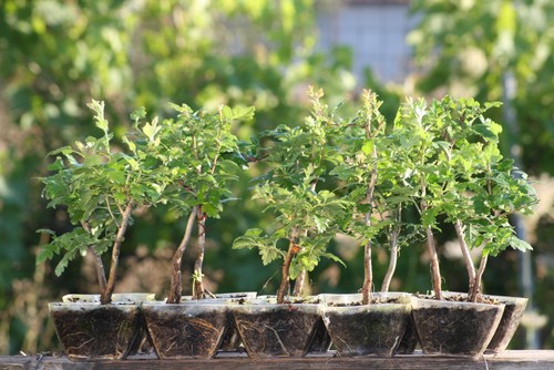 Piantine prebonsai biancospino - prebonsai,