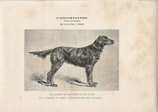 Stampa antica CANE razza CANE SETTER GORDON FEMMINA 1889 Antique print dogs