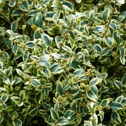 Pianta bosso sempervirens - pianta,