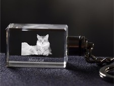 Siberiano Katz, Gatto