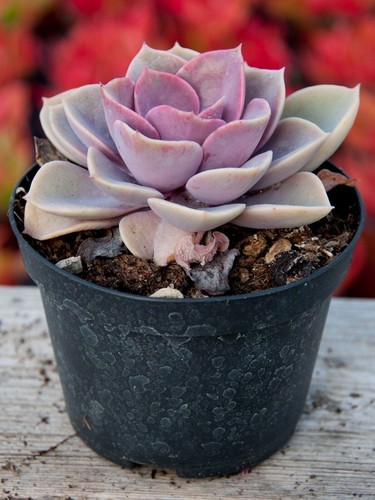 Pianta echeveria perle - pianta,