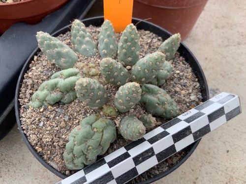 075 maihueniopsis - 075, (puna)