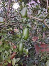 Limone Caviale Finger Lime