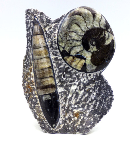 Fossil orthoceras goniatite - +,