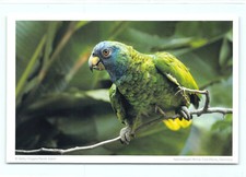 1 cartolina postale pappagallo