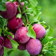 PIANTA DA FRUTTO SUSINO SANGUE