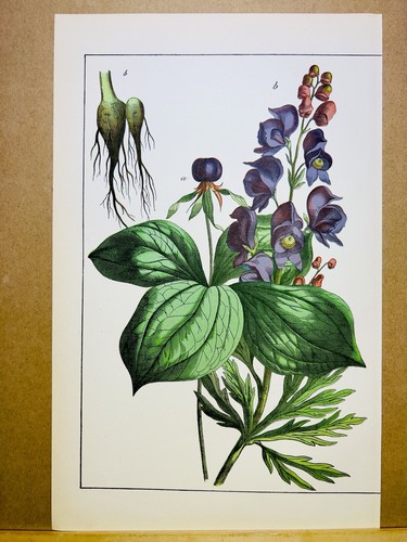 Antichi quadri fiori - antichi,