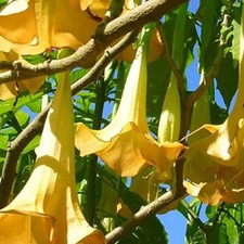 Brugmansia sanguinea Aurea