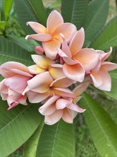 FRANGIPANE o Plumeria PIANTA radicata Cm 40-45 Rosa Salmone