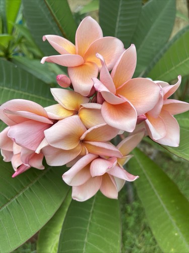 Frangipane plumeria pianta - o,