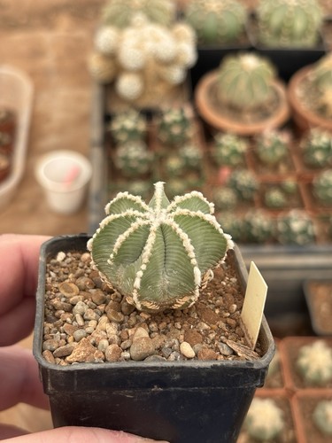 Aztekium hintonii cm - hintonii, 4,4