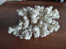 Corallo Bianco Decorativo