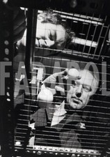 Foto Vintage Animali Belfast