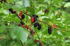 200 semi gelso nero morus