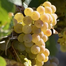 PIANTA DA FRUTTO UVA FRAGOLA