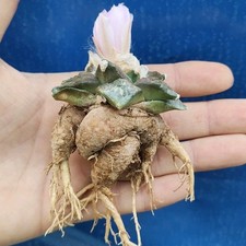 Ariocarpus retusus var