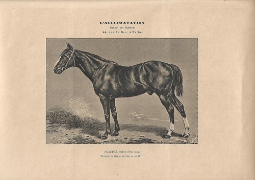 Stampa antica cavallo - antica, phaeton