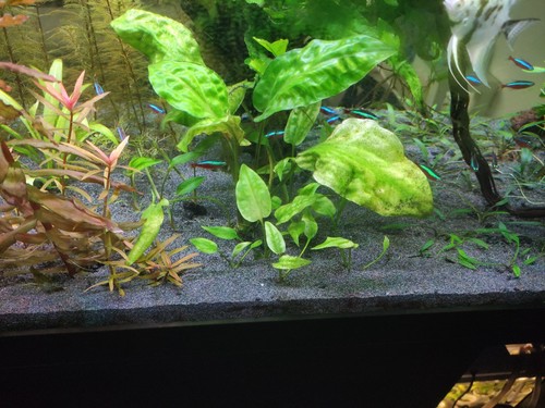 Cryptocorina pondereifolia - cryptocorina,