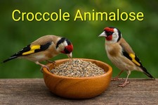 Semi Per Cardellini Miscela