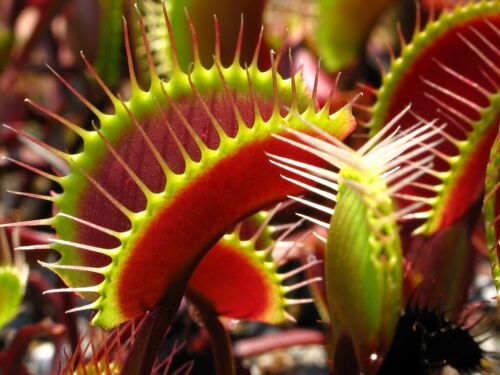 Dionaea muscipula pianta - muscipula,