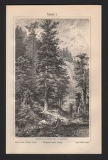 Litografia 1909: Abete I/II