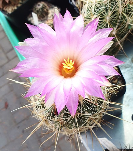 Thelocactus bicolor ssp