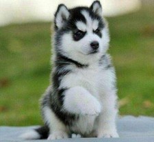 Giocattolo realistico