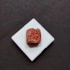 VECCHIO corallo rosso italiano