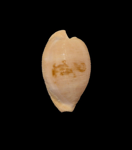 Conchiglia shell cypraea - conchiglia,