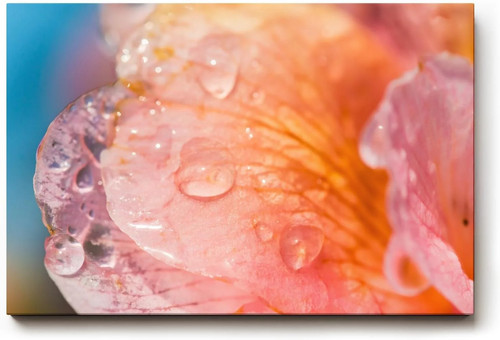 Quadro sinus art delicata - quadro,