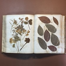 Antique Herbarium Plant