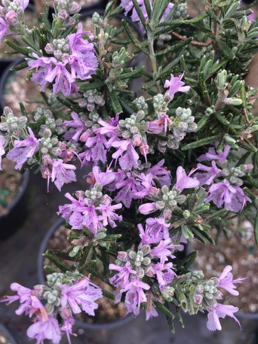Rosmarinus officinalis - , cv