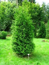 Tuia "Thuja occidentalis Brabant" pianta da siepe in vaso ø18 h. 80/100 cm