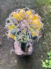 Rara pianta succulenta Discocactus ferricola variegata hanno portainnesto (senza radici)