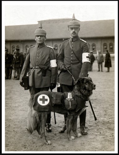 Leonberger croce rossa guerra - leonberger,
